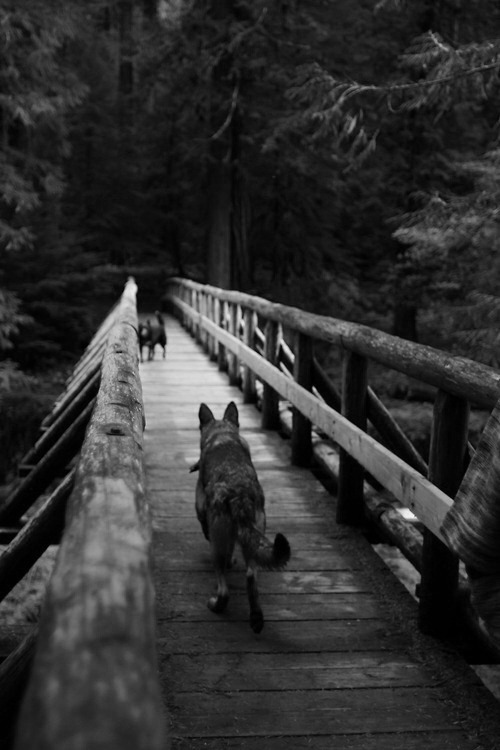 Dreary