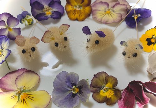 (inoriさんのツイート: &ldquo;春に収穫したラグラスでネズミを作りました。（年賀状の素材候補） ビオラ、ヒルザキツキミソウ、桜、スノードロップの花びら（ドライフラワー）で耳を作り、アカメガ