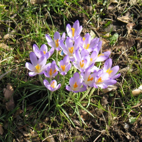 Look What I Found :) #crocuses :) Feb 28, 2015 See Http://blog.sebrem.de/?p=961 For The Full Set (84