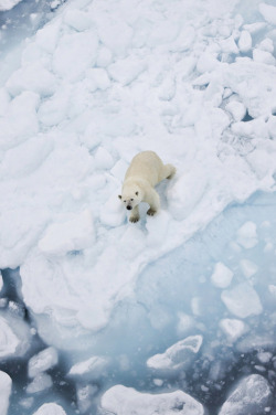 blazepress:  Polar bear on ice.