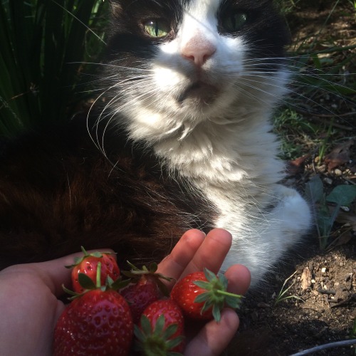 thegeekyblonde:offerings to the garden guardian