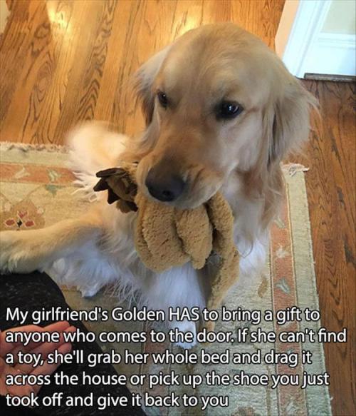 d-e-r-r-i-c-k-a:  woodelf68:  pr1nceshawn:    Pictures Any Dog Owners Will Understand.  Precious cinnamon buns, too good for this world, too pure.   I want another dog so bad.