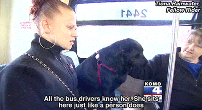 delas0uul:  wooooozy:     huffingtonpost:  Seattle Dog Figures Out Buses, Starts Riding Solo To The Dog Park Seattle’s public transit system has had a ruff go of things lately, and that has riders smiling. You see, of the 120 million riders who used