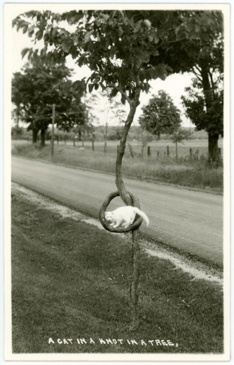 redlipstickresurrected:Alan Mays (Pennsylvania, USA) - A Cat In A Knot In A Tree, 2014, Photography