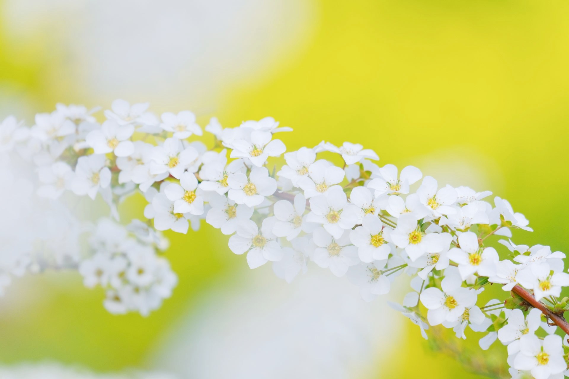 Spiraea Explore Tumblr Posts And Blogs Tumgir Spiraea Explore Tumblr Posts And Blogs Tumgir