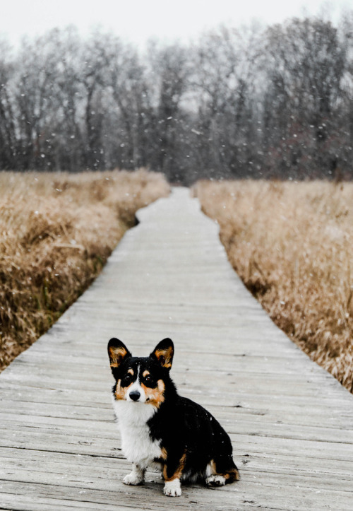 SNOWfollow Darwin’s adventures on Instagram @evolutioncorgi