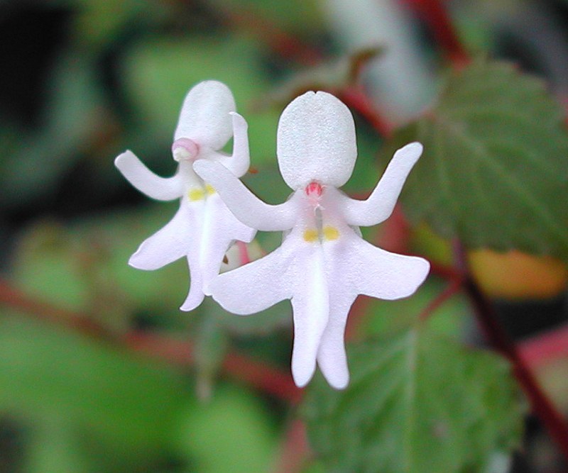 sixpenceee:  Impatiens bequaertii is a rare species from the rainforests of east