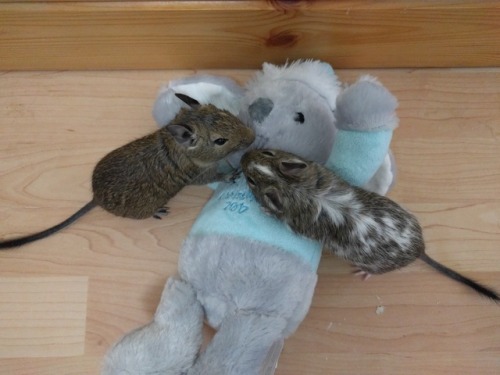 sillydegu:The Christmas bunny has been defeated