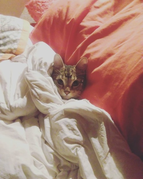 night1703:piefanart:#cat #cats #mycat #kitten #aww #cute #Jasparwww.instagram.com/p/BvTOvuCA