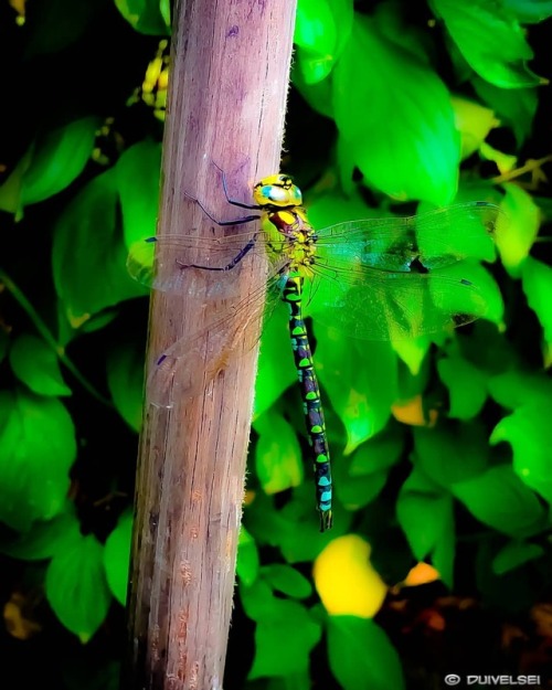 &ldquo;Life&rsquo;s Good&rdquo; #Nature #Garden #Jardin #Animals #Animaux #Libelle #Drag