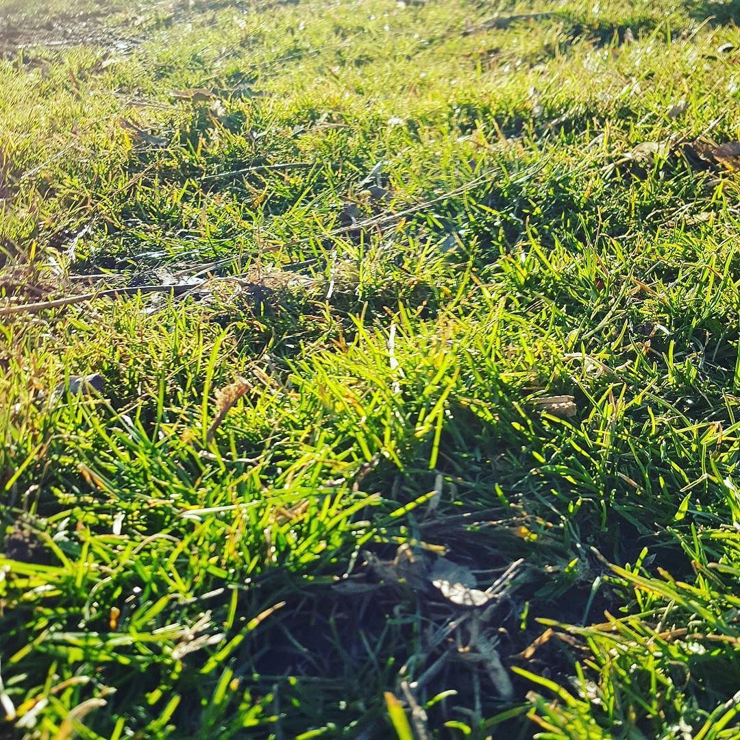 Rochester NY has grass again! I registered Stella with the City today and bought