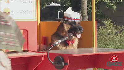 chandra-nalaar: sizvideos:    The dog selling hot dogs prank - Watch the video  finally
