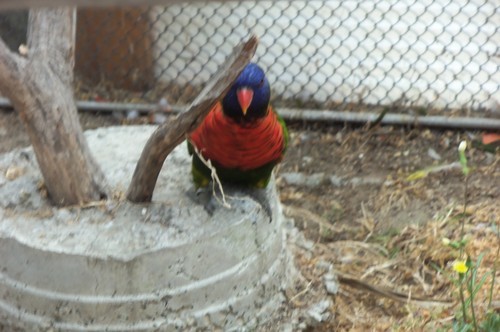   Went to the Long Beach Aquarium and saw a lot of awesome underwater creatures and met Lorikeets birds.    This dude kept peeking out from behind this small branch at us, almost shy but curious.    This dude (or dudette) kept flirty with us. He would