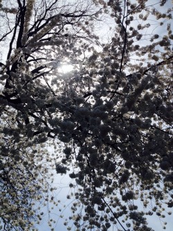 so in Washington DC they had cherry blossoms and beautiful archictecture 