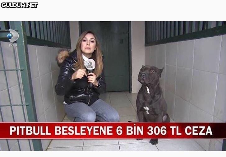 Köpeğe bak az sonra...