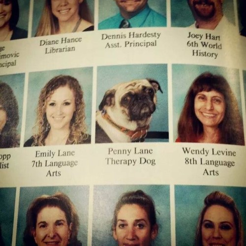 ilovepugs:omg