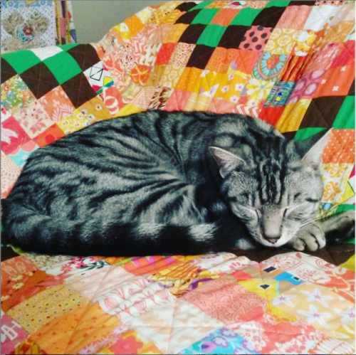 Ziggy on a quilt by quiltifact on Instagram.