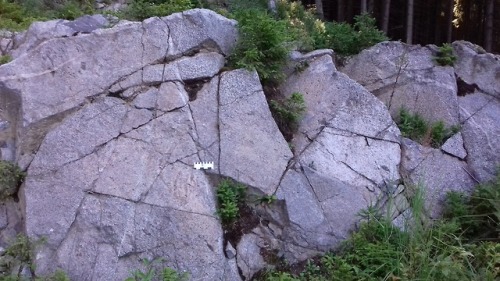 geologyedinburgh:White-Nepheline Syenite quarry in Harghita, Romania. It was abandoned in the 90s.