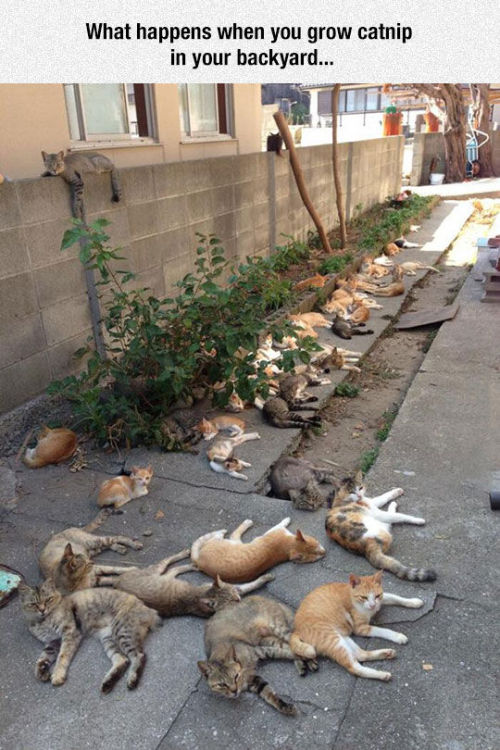 love-this-pic-dot-com: This Is What Happens When You Grow Catnip In Your Yard