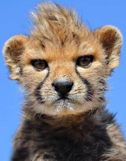 justcatposts: Baby cheetah with a mohawk! (via)