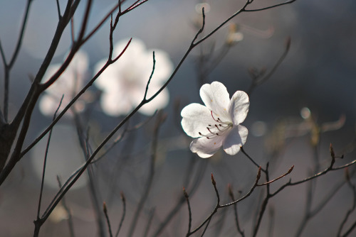 ishikorokoroishi:Photo by Ishikoro.Series : Flowers and plants.  Japan, 2021.Love &amp; Pea