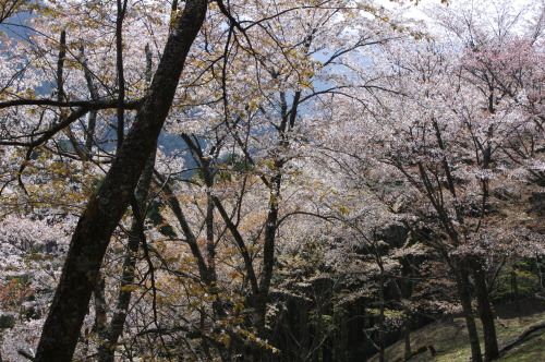 吉野山奥千本（Oku-senbon sakura : Yoshino.Nara） 新芽の赤と、花の白、幹の黒。 絵のような、とはこのこと。