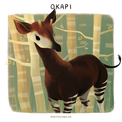 OKAPI is one of the most beautiful and elusive animal species that was brought to the Western world’