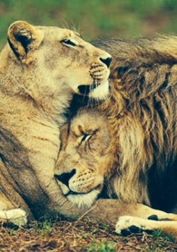 cravehiminallways212:  The Protector…protected. ❤️  ❤️