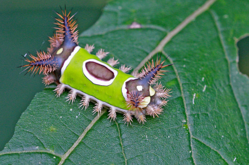 Saddleback caterpillar. (Acharia stimulea) Look at this little dude. Just look. Isn’t he just 