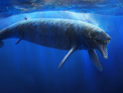 eartharchives:   The evolution of whales  Whales are mammals! While that simple concept is a platitude to 21st century readers, it was not for most people throughout human history. Even those who were intimately familiar with the shape and behavior of