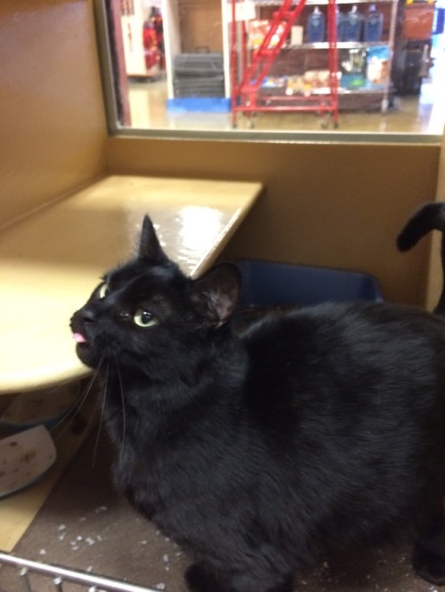 thescholarlystrumpet:I got to play with rescue kitties today and the blep was strong with this sweet