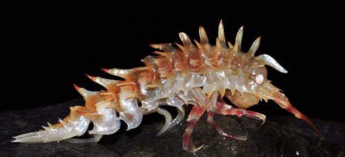 bogleech:deep sea amphipods are another of those animals where you look at them like “uhhh yea