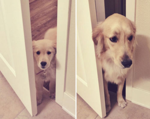 tastefullyoffensive:  Before and After Photos of Dogs Growing Up (images via boredpanda)Previously: Before and After Pictures of Animals Growing Up