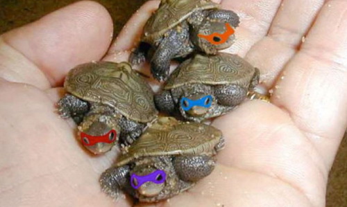 waffle-os:stitched-to-a-smile:animechibileak123:You also have these baby teenage mutant ninja turtle