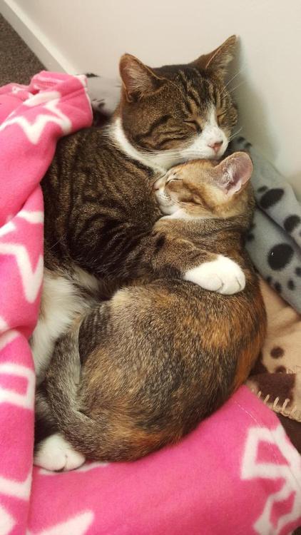 redlipstickresurrected:HelloUsagi - I was worried our oldest wouldn’t accept our new kitten, 2015  P