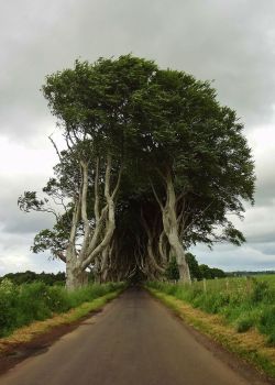 blazepress:  Tree tunnel from “Game of Thrones” In Northern Ireland