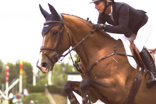 Hunter jumper horse