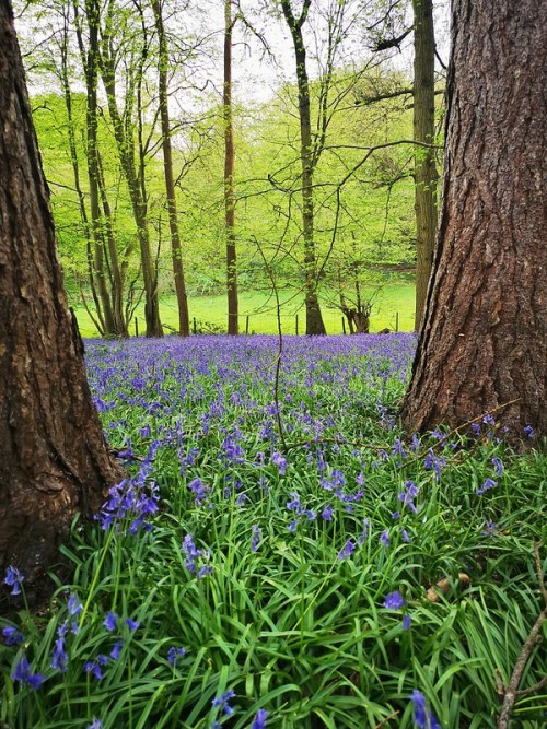 wanderthewood:Hertfordshire, England by Jerry Clack