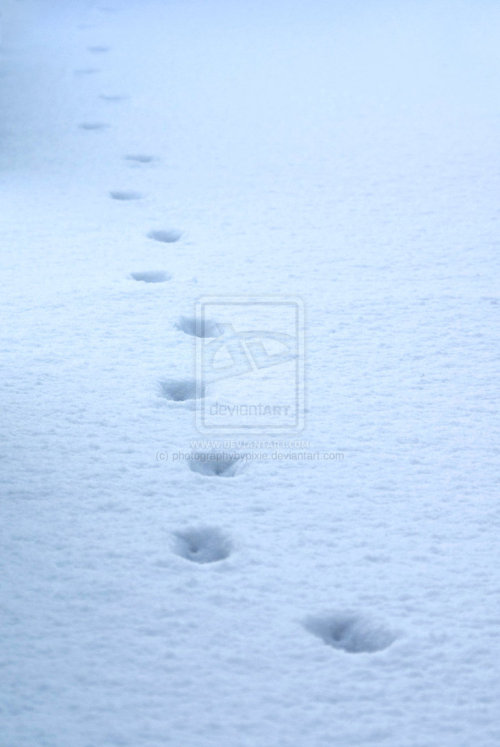 Photo of the day - footprints
footprints from my DeviantArt Gallery