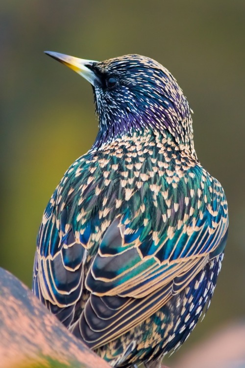 elodieunderglass: epithanyrae: alluringabyss: Starling (Sturnus vulgaris) by Serge @elodieunderglass