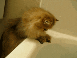 fringe-element:I love the second gif, where the cat is all “IS THIS A TRICK?“The shit is this?