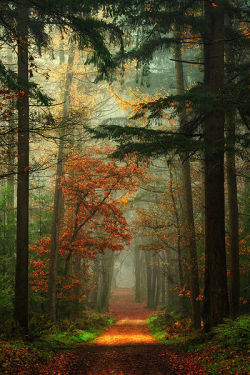 ethereo:  Photo by Lars van de Goor 