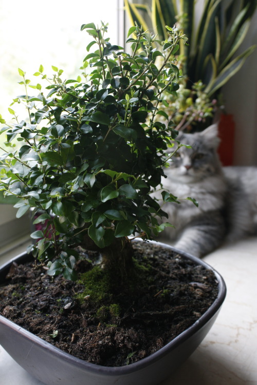 my new privet bonsai and carl 