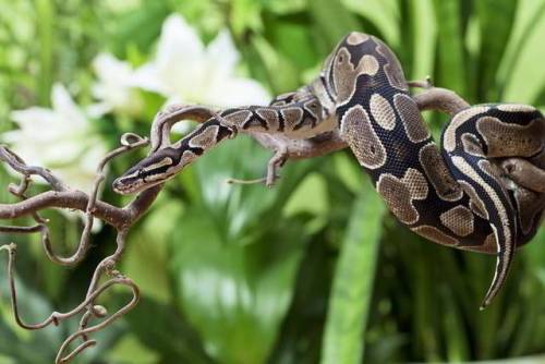 Royal Pythons (Python regius) are terrestrial snakes found throughout West Africa. They inhabit sava