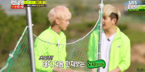 gyujin:  City idols’ first encounter with piglets 