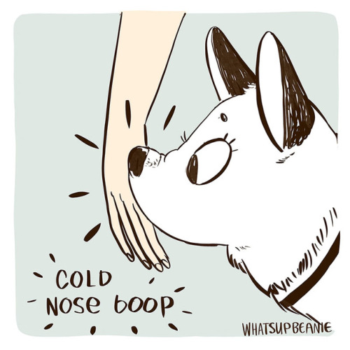 whatsupbeanie: When a pup blesses you with a cold nose boop.