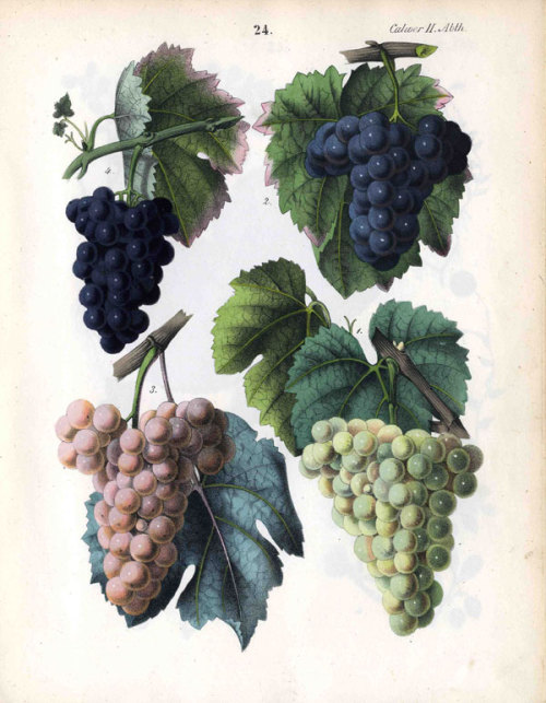 Carl Gustav Calwer, grapes from Landwirthschaftliche und technische Pflanzenkunde. 1852-1855. Stuttg