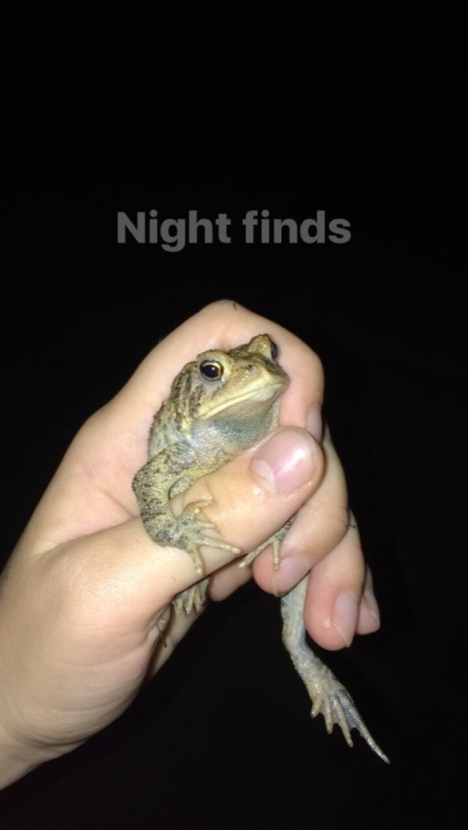 little-tunny:Great toad pics everyone… Here’s some night toads I found all by myself on separate occ