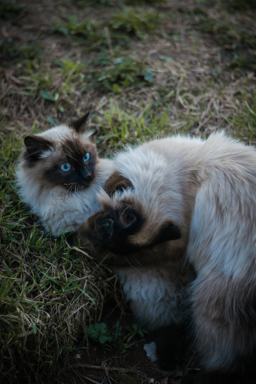 boschintegral:lenalozhkinaphoto:Neighbors twins. ©lenalozhkinaphoto@mostlycatsmostly