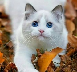 cutencats:  👽 @cutencats